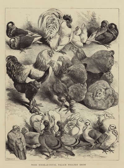 Prize Birds, Crystal Palace Poultry Show by Harrison William Weir